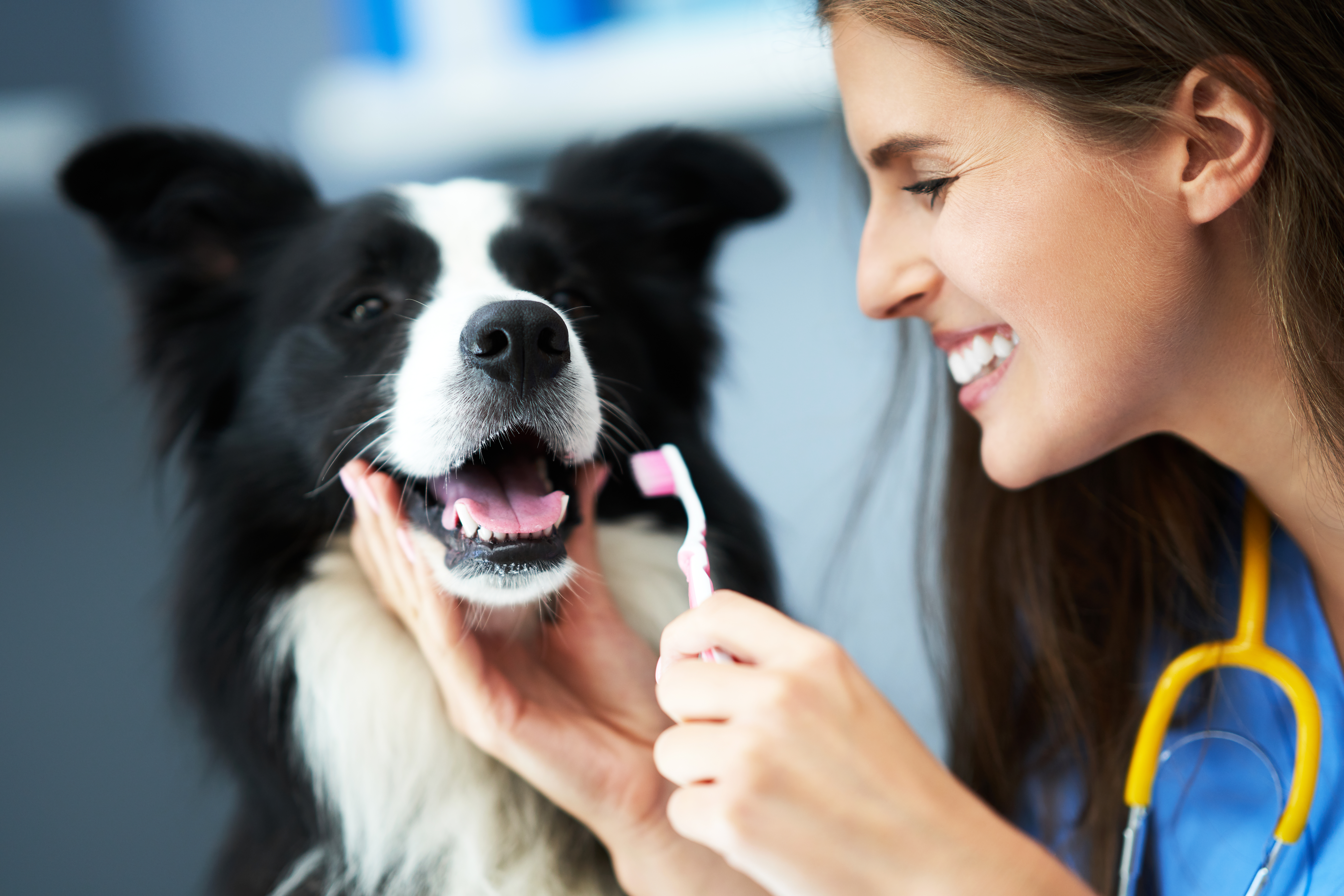 Pet Dental Care